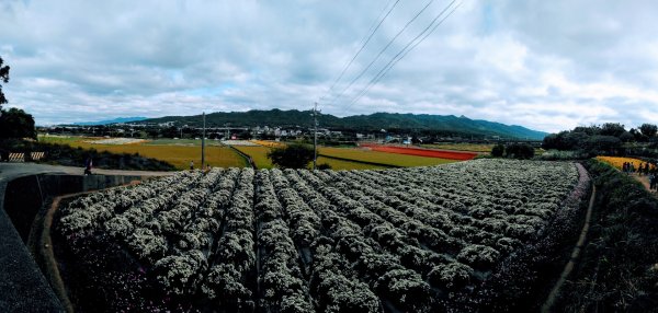 賞杭菊～三員縱走1165681