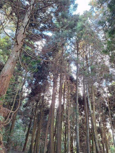 盡尾山202512252971986