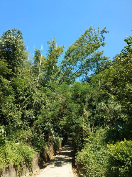 松柏嶺O形2908134