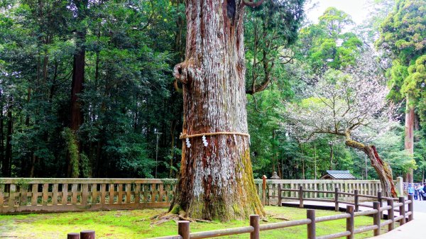 鹿兒島霧島神宮,神水峽3028257