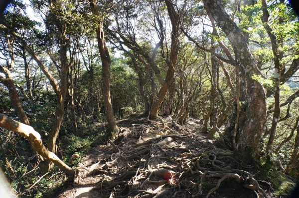 新竹 尖石 內鳥嘴山2899167