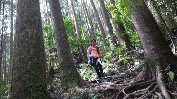 加里山登山健行趣(小百岳42)1527431