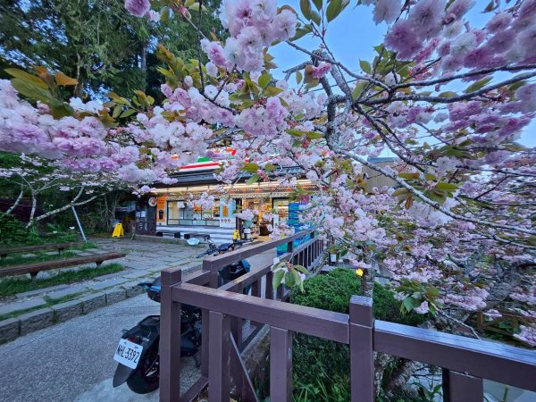 20260413🚂阿里山眠月線健走 姐妹潭 水山巨木療癒步道3036296