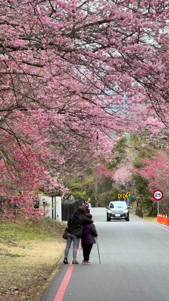 🌈2026.02.14+17武陵櫻花季✨FB：熊熊趴爬走🌈3004328