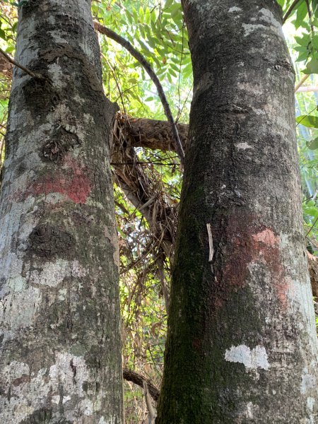 20251122高雄竹山口山2945317