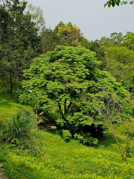 2025年臺北大縱走第七段：世界山莊至飛龍步道政大後山2757363