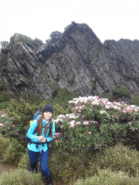 合歡山五座百岳賞杜鵑花587100