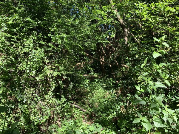 20240706屏東三地山西南峰2546724