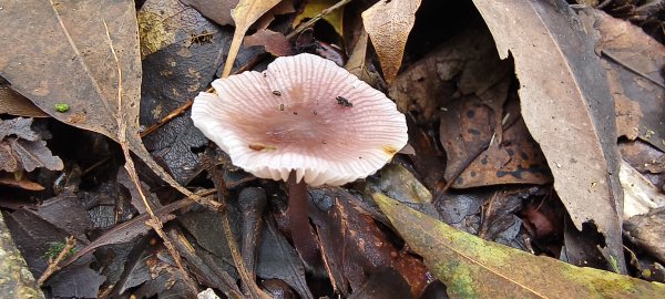 2025/06/22_民都有山登山步道2818026