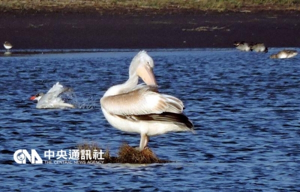 【新聞】送子鳥卷羽鵜鶘 過境鰲鼓濕地