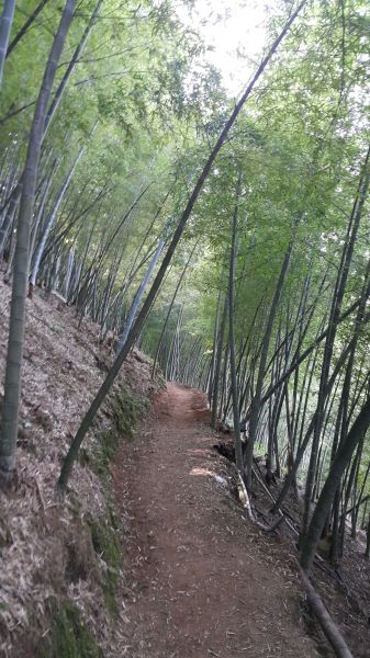 橫嶺山自然步道 2017 08 18156530