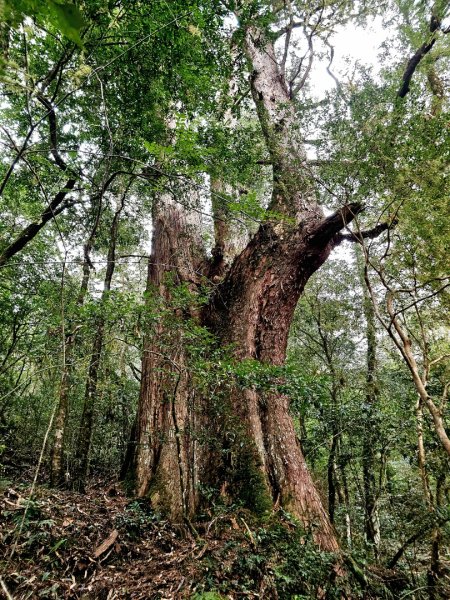 鎮西堡巨木群步道(B區)-(新竹)臺灣百大必訪步道3007846