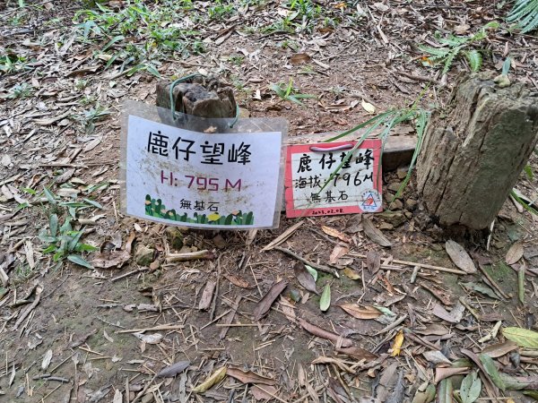 2026樟之細道：龍山良頂，老銃櫃，紙湖，水寨下，鳴鳳，楔隘，出雲，出關（十分崠段）步道3117842