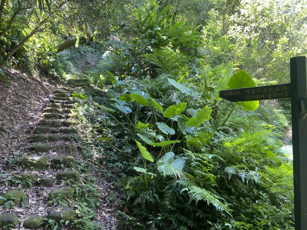 深坑 O 型環走｜大崎嶺步道・林家草厝・茶山古道・炮子崙瀑布（含冷門山徑）2895104