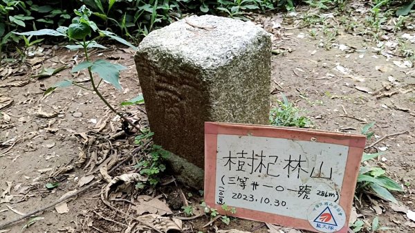 20250607 新竹竹東三山(樹杞林山 - 新具庄山 - 員崠子山)  O型2808995