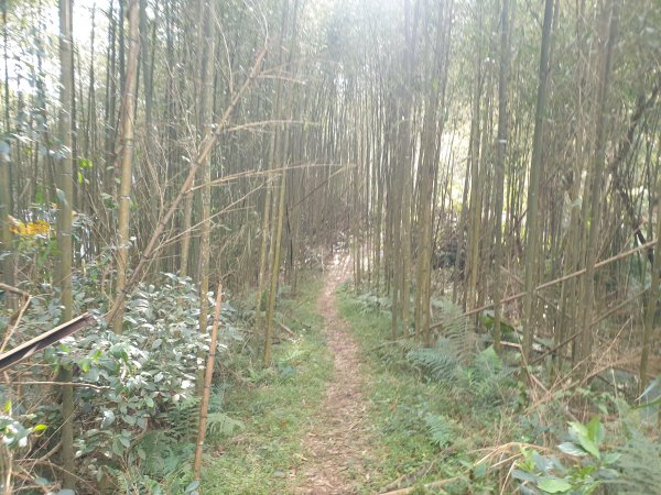 水頭排山連走薯園山1583288