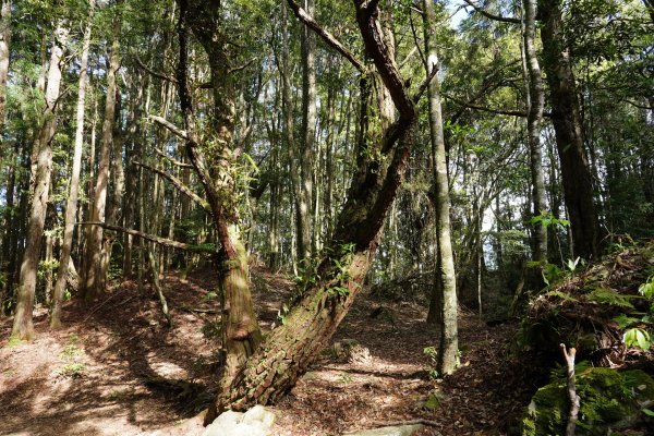 台中 和平 馬崙山2796945