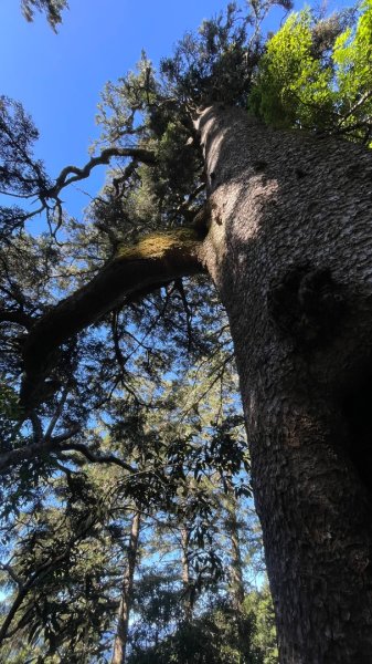 北ㄧ段-審馬陣-南湖北山-南湖北峰-南湖大山-南湖東峰2859112