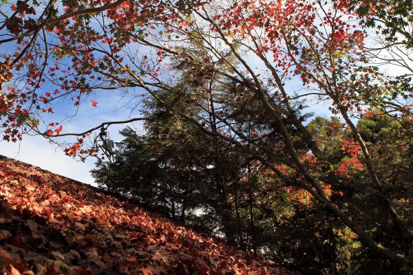 【南投~仁愛】清境農場賞銀杏落羽松楓紅1209037