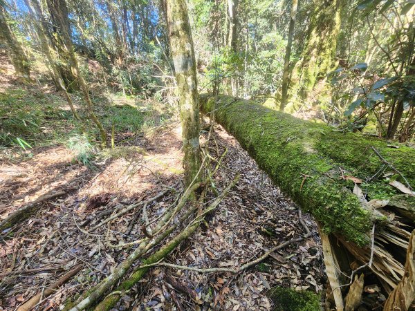 20250216水社大山潭南線2746131