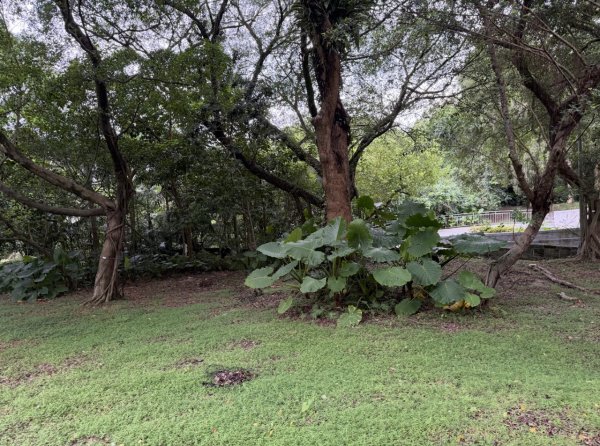 [2026臺北健走趣-14/50] 2026_0823_木柵公園3122242