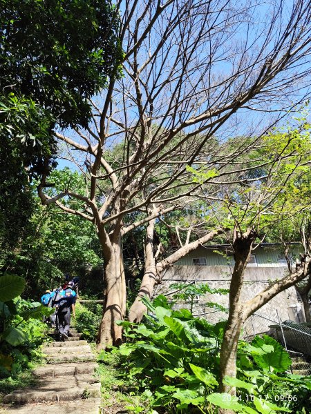 天母→猴洞→湖山→半嶺→第二展望臺→陽峰古道→花田花草集【發現陽明山】2-12629114