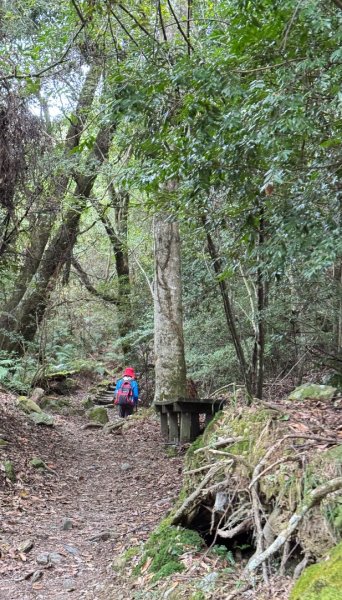 觀霧瀑布 賞鳥步道2926781