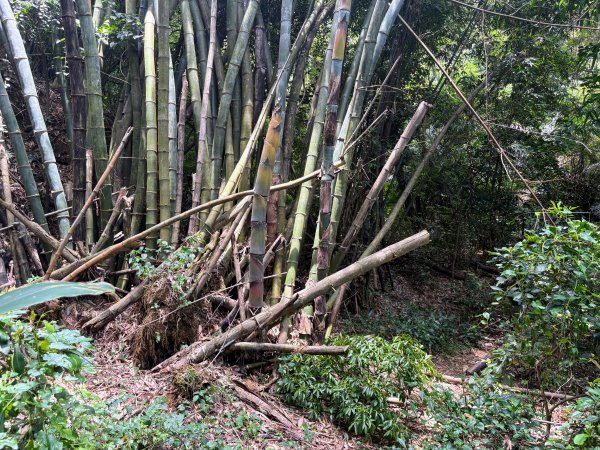 三段崎古道2835520