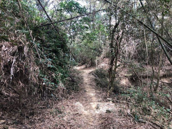 高雄市美濃區茶頂山三等三角點475號2020066