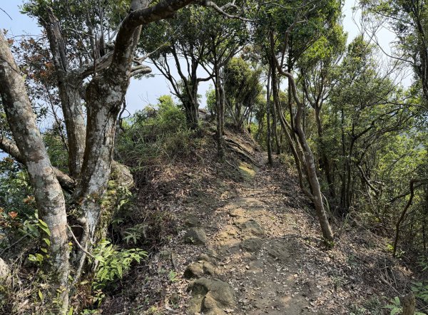 [微笑山線_第八段] 2026_0411 二格山系_炙子頭山3035080