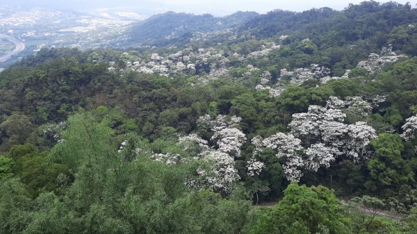 《苗栗》雙峰桐花｜雙峰山桐花賞景之旅202304292132788