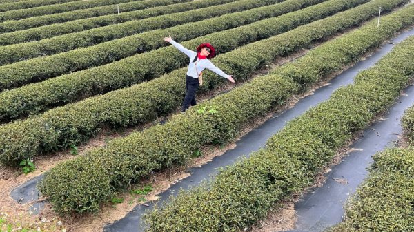 小百岳關刀山889m+銅鑼杭菊1924067
