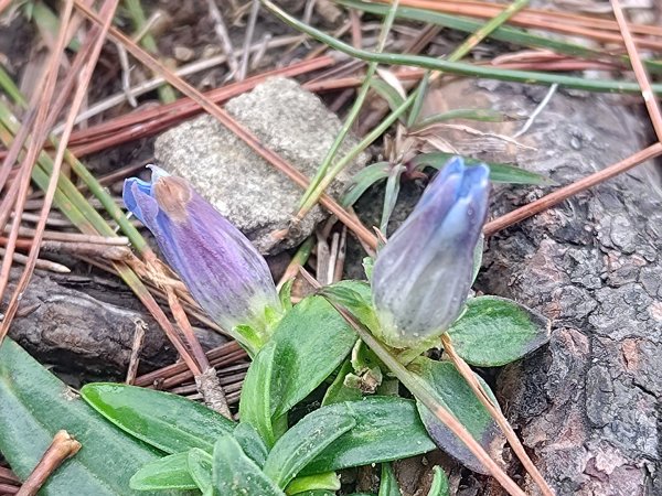 麟趾山附近的花草2620882