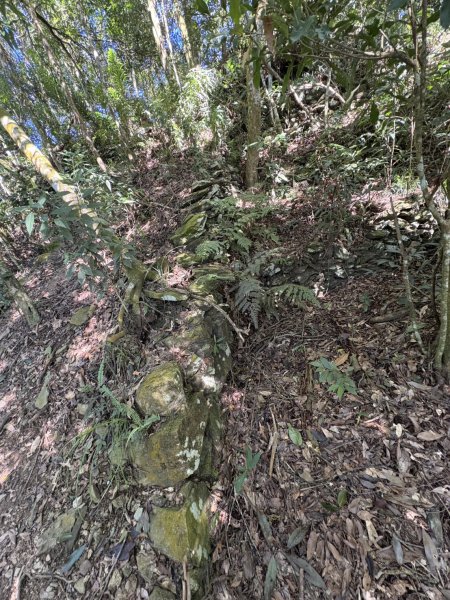 20251116鳴海山、網子山登山步道2938398