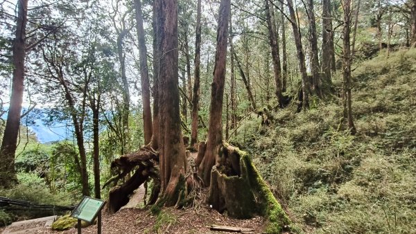 神阿縱走~台灣難抵極~大塔山2971487