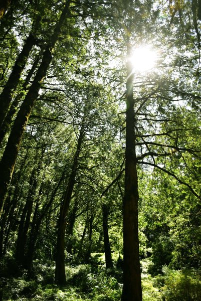 20251011追公車搭公車阿里山漫遊2910914