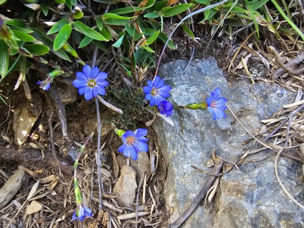 志佳陽大山（回程走高繞環山獵人登山步道）2542160