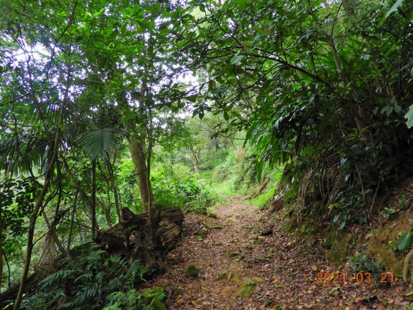 桃園 大溪 金面山、金山面山1315341