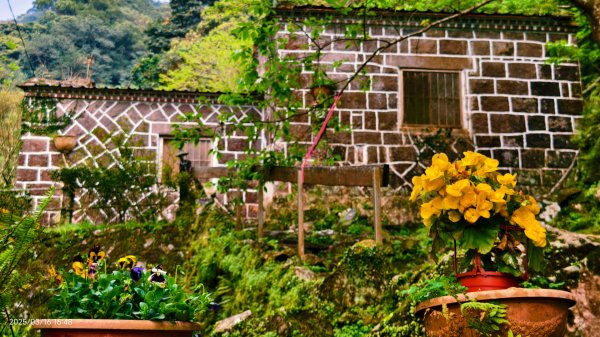 #綠繡眼 訪花 #吉野櫻 #天元宮 #楓樹湖 03162736767