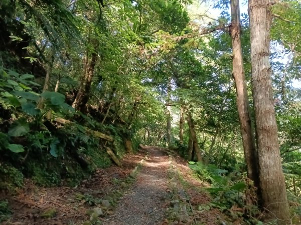 平溪區慈恩嶺+慈母峰探找艷紅鹿子百合花影2870226