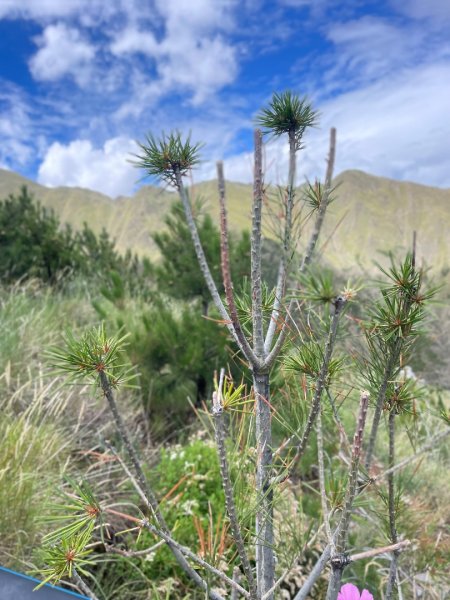 拉薩/布達拉宮-札達/古格王朝遺址皮央東嘎遺址-古寺廟2898482