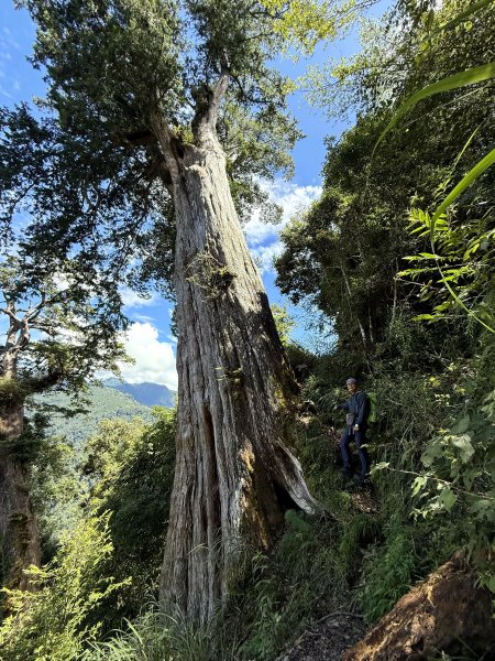 鳶嘴山+稍來神木 202508302873902