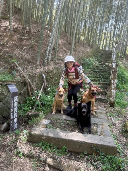 嘉南雲峰、九穹神木3014485