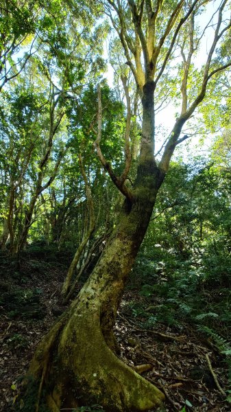 20260125 陽明山前後山健行(無極天元宮~山仔頂步道.向天池.向天山.面天山.二子坪)2997966