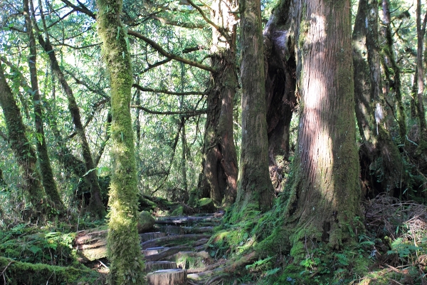太平山檜木原始林→鐵杉林步道P型261440