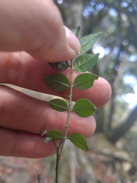 大竹溪山連走鞍輪名山3006891