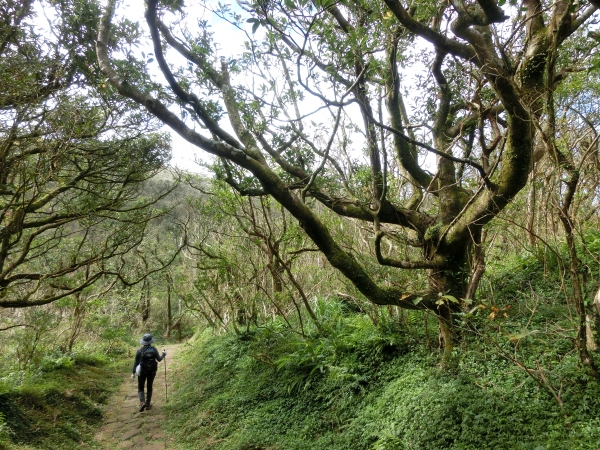 大屯山西峰．南峰．大屯坪94802