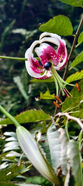 雲山水花鳥蝶-天龍國阿伯的日常 #艷紅鹿子百合 #大鳳蝶 #玉帶鳳蝶2863950