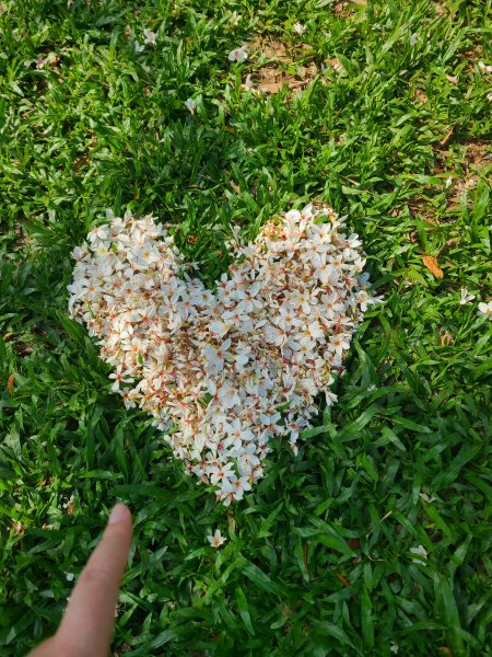 挑炭古道(三通嶺古道)+慈濟山步道2780429