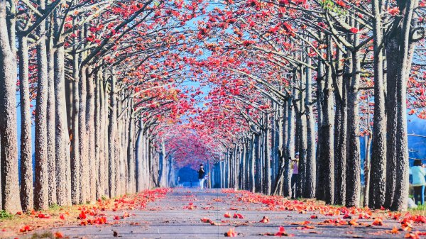 《臨江仙。木棉春色》2735222